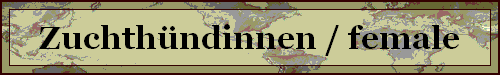 Zuchthndinnen / female