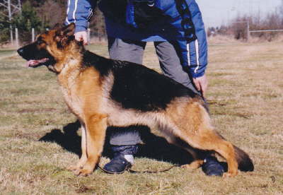 Anja vom Schferhof