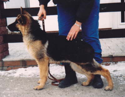 Bredo