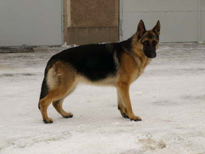 Layla2