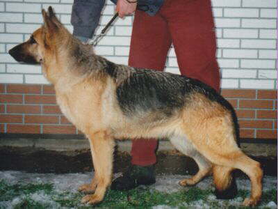 Sina vom Haus Beck1